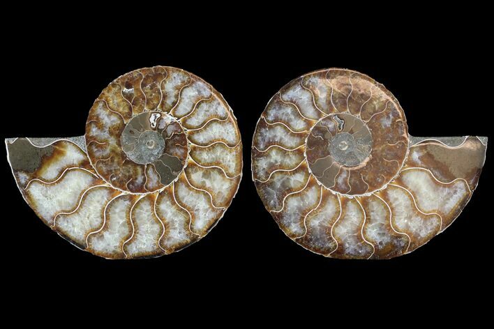 Cut & Polished Ammonite Fossil - Agatized #78556